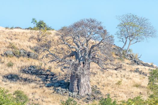 A baobab tree, Adansonia digitata, on the slope of a hill