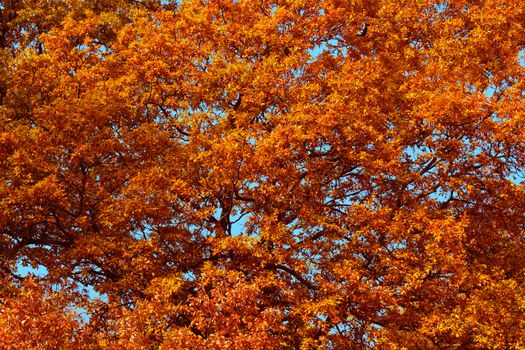 Autumn tree foliage pattern. Blue sky in the background. Autumnal texture in yellow and orange colors.