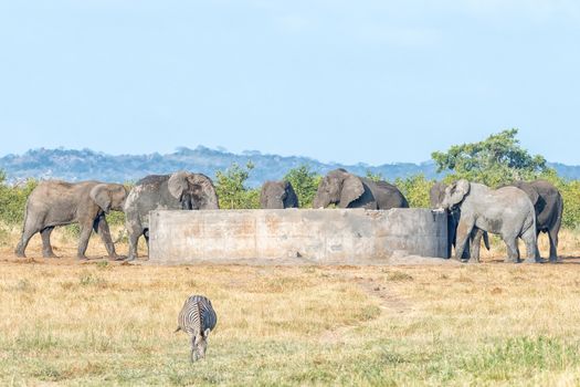 African elephants drinking water from a concrete reservoir. A Burchells zebra is visible