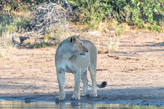 A lioness, Panthera leo, with full belly, looking sideways