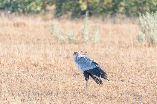 A Secretary Bird, Sagittarius serpentarius, walking through grass