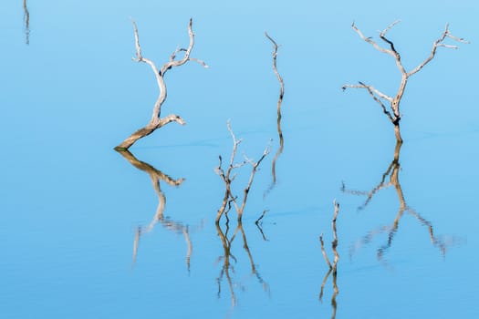 Dead trees, with their reflections visible, in the Pioneer Dam