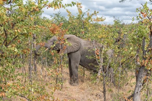 An african elephant, Loxodonta africana, between thick mopani bush