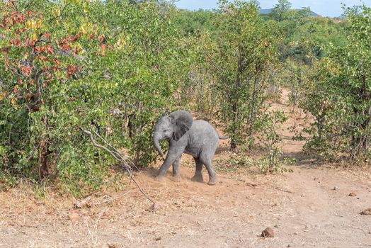 An african elephant calf, Loxodonta africana, against a mopani bush backdrop