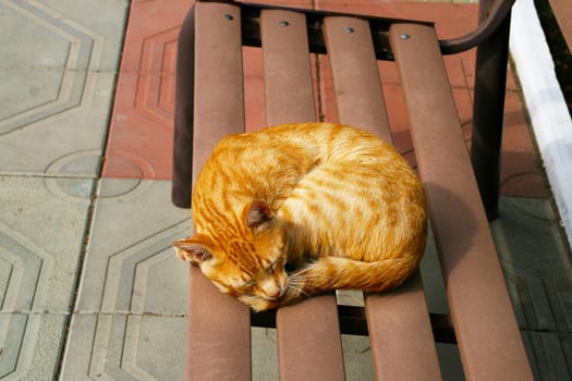 Beautiful cat resting on a bench made of 
the wooden boards
 of bright colors in the summer.