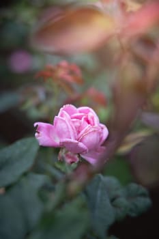 Roses in the garden, Roses are beautiful with a beautiful sunny day.