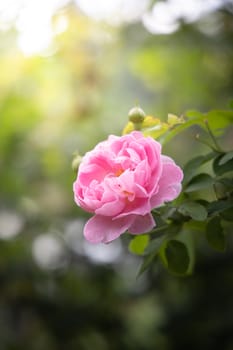 Roses in the garden, Roses are beautiful with a beautiful sunny day.