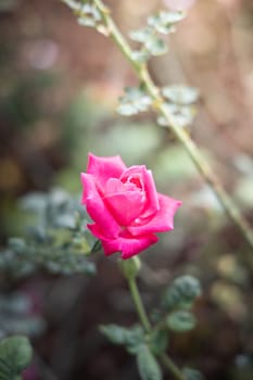 Roses in the garden, Roses are beautiful with a beautiful sunny day.