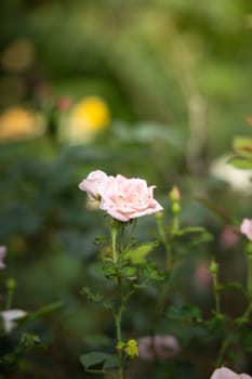 Roses in the garden, Roses are beautiful with a beautiful sunny day.