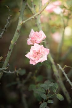 Roses in the garden, Roses are beautiful with a beautiful sunny day.