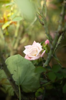 Roses in the garden, Roses are beautiful with a beautiful sunny day.