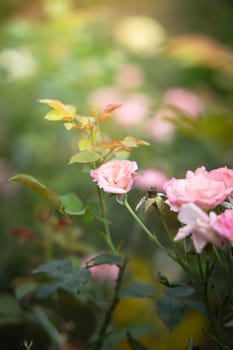 Roses in the garden, Roses are beautiful with a beautiful sunny day.