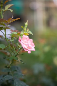 Roses in the garden, Roses are beautiful with a beautiful sunny day.