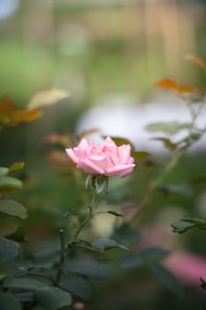 Roses in the garden, Roses are beautiful with a beautiful sunny day.