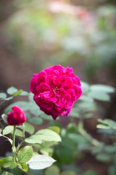 Roses in the garden, Roses are beautiful with a beautiful sunny day.