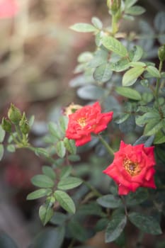 Roses in the garden, Roses are beautiful with a beautiful sunny day.