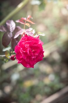 Roses in the garden, Roses are beautiful with a beautiful sunny day.