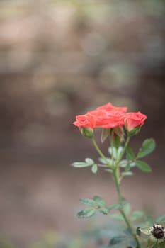 Roses in the garden, Roses are beautiful with a beautiful sunny day.