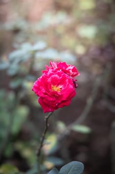 Roses in the garden, Roses are beautiful with a beautiful sunny day.