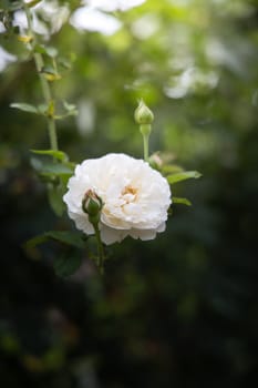 Roses in the garden, Roses are beautiful with a beautiful sunny day.