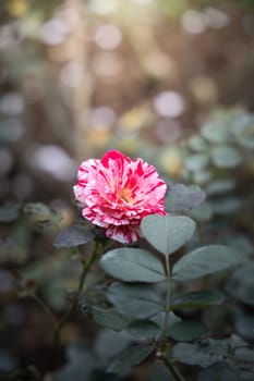 Roses in the garden, Roses are beautiful with a beautiful sunny day.