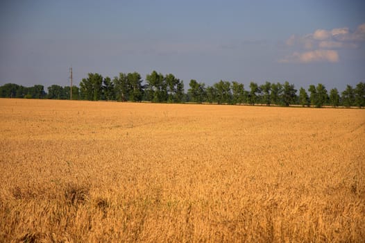 A large field of ripened wheat at the edge of the forest.