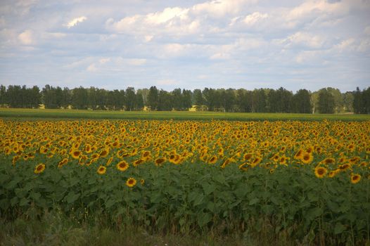 Field of blooming sunflowers at the edge of the forest.