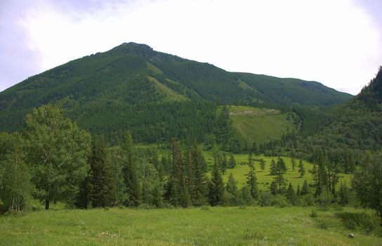 View of a fertile valley overgrown with grass at the side of the mountain. Altai, Siberia, Russia.