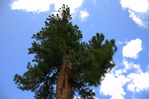 Crohn of a mighty cedar against the blue sky. Altai, Siberia, Russia.