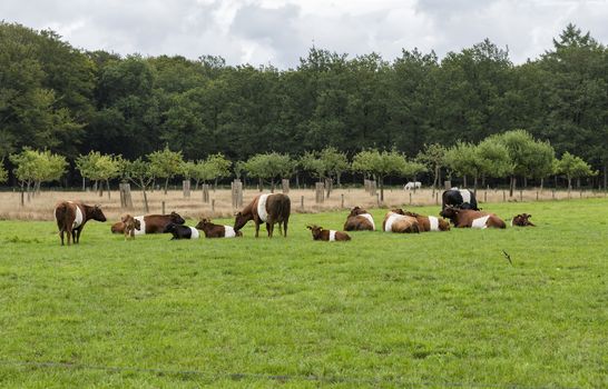 farmstead is named after traditional Dutch cattle de Lakenvelder, meaning the Dutch Belted. A Dutch Belted does not have colored spots and is not monochromatic either as other cattle breeds