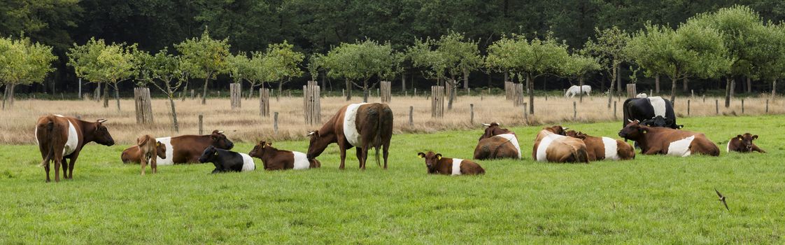 farmstead is named after traditional Dutch cattle de Lakenvelder, meaning the Dutch Belted. A Dutch Belted does not have colored spots and is not monochromatic either as other cattle breeds