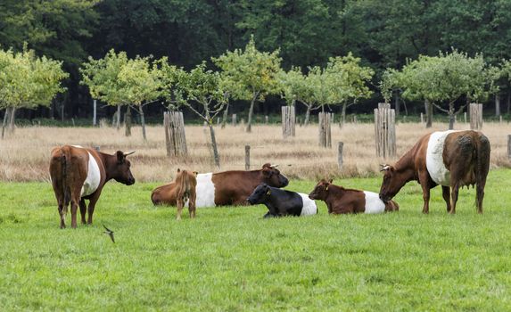 farmstead is named after traditional Dutch cattle de Lakenvelder, meaning the Dutch Belted. A Dutch Belted does not have colored spots and is not monochromatic either as other cattle breeds