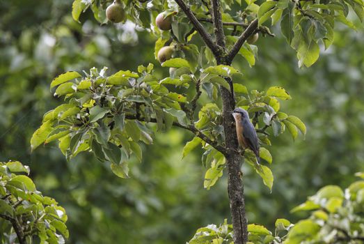 Sitta europaea bird in a fruit tree in a garden in holland
