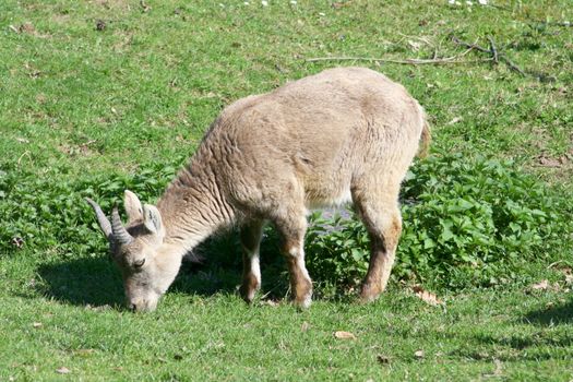 A young female Capricorn when eating    eine junger weiblicher Steinbock beim fressen