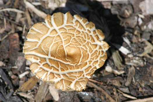 Close-up of a beige mushroom, "Macrolepiota bohemica"  Nahaufnahme von einem Gartenriesenschirmling," Macrolepiota bohemica"