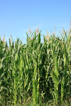 Harvest-able corn field, with blue sky in the background  erntereifes Maisfeld,mit blauem Himmel im Hintergrund