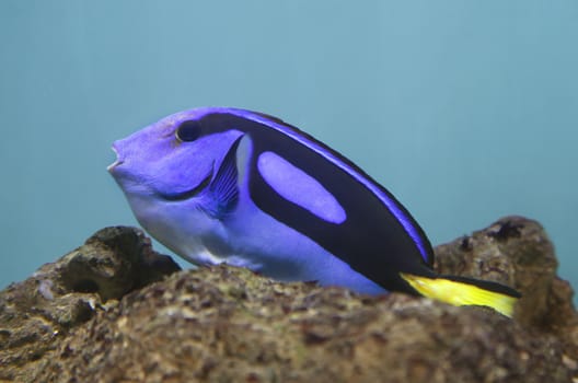 Blue surgeonfish - Paracanthurus hepatus - in an aquarium