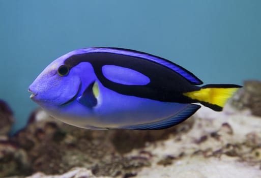 Blue surgeonfish - Paracanthurus hepatus - in an aquarium