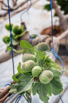 Fresh Figs fruit  hanging on the branch of tree