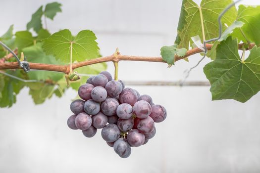 Bunches of ripe grapes before harvest in the vineyard