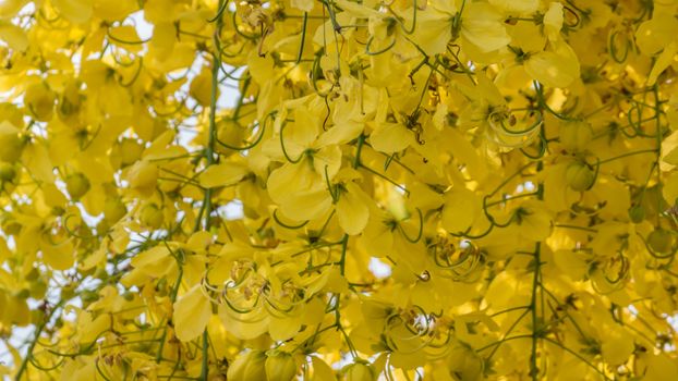 close up of Golden Shower Tree (Cassia fistula)