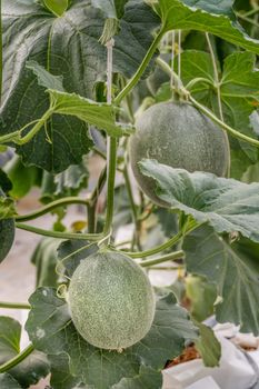 young sprout of green melon plants growing in greenhouse supported by string nets