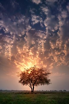 Beautiful scence of big tree with leaves at sunset sky with clouds