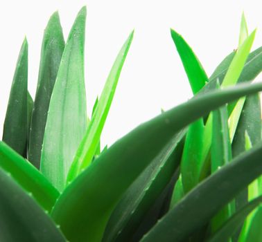 Aloe vera isolated on white background.