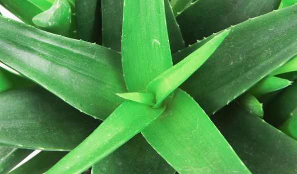 Aloe vera isolated on white background.