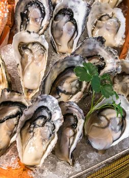 Fresh Seafood on ice in buffet line