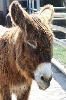 Portrait shot of a brown donkey with a white mouth    Portr�taufnahme eines braunen Esels mit wei�er Schnauze