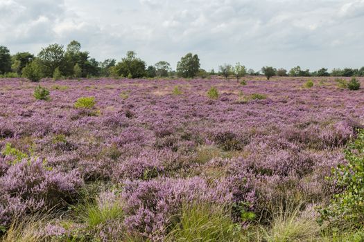 because of the rain, a beautiful purple heather field has blossomed on the Veluwe in the Netherlands