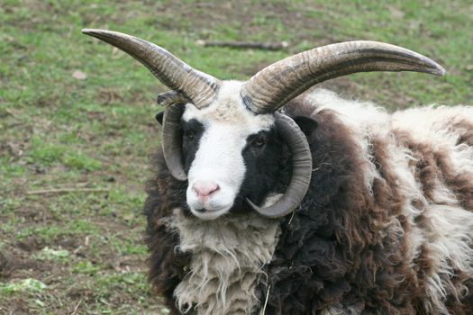 An impressive four-horn ram on a green field  Ein Imposanter Vierhornschaf Bock,auf gr�ner Wiese