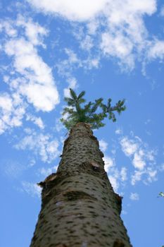 Tree trunk without branches and crown seen from below     Baumstamm ohne �ste und Krone von Unten gesehen
